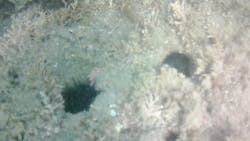 たてやま・海辺の鑑定団に投稿された画像(2024/7/29)