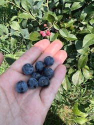 いかすオーガニック・ブルーベリー農園に投稿された画像(2024/8/4)