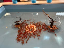 江ノ島金魚に投稿された画像(2024/8/11)