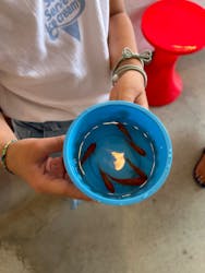 江ノ島金魚に投稿された画像(2024/8/11)