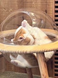 猫カフェモカ 原宿店に投稿された画像(2024/8/14)