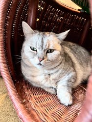 猫カフェモカ 原宿店に投稿された画像(2024/8/14)