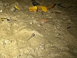 石垣島カヌーツアー池間に投稿された画像(2024/8/16)