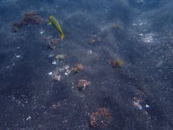 オーシャンブルヴァードに投稿された画像(2024/8/20)