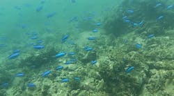 アリストダイバーズ賢島本店に投稿された画像(2024/9/3)