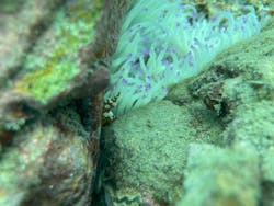 アリストダイバーズ賢島本店に投稿された画像(2024/9/3)