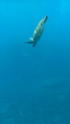 オーシャンブルヴァードに投稿された画像(2024/9/6)