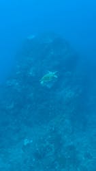 オーシャンブルヴァードに投稿された画像(2024/9/6)