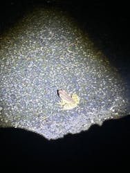 奄美ガイド「太古の森」に投稿された画像(2024/9/9)