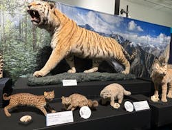 特別展「ネコ」 ~にゃんと!クールなハンターたち~に投稿された画像(2024/9/26)