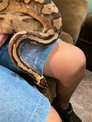 アニマルカフェフレカ 三宮店に投稿された画像(2024/10/6)