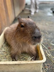 大山トム・ソーヤ牧場に投稿された画像(2024/10/12)