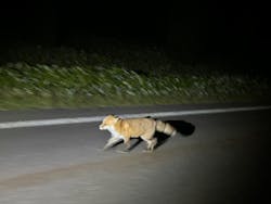 ピッキオ知床に投稿された画像(2024/10/25)