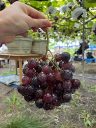 まるきょう農園に投稿された画像(2024/10/26)