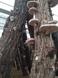 修善寺しいたけの里に投稿された画像(2024/11/2)