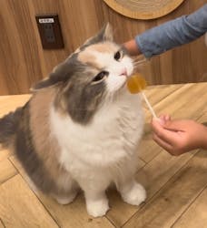 猫カフェモカ 大阪心斎橋店に投稿された画像(2024/11/5)