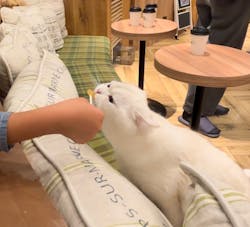猫カフェモカ 大阪心斎橋店に投稿された画像(2024/11/5)