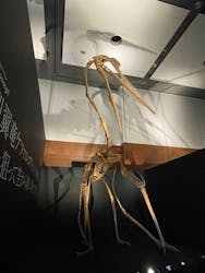 DinoScience 恐竜科学博 ~ララミディア大陸の恐竜物語~ 2024@OSAKAに投稿された画像(2024/11/24)