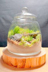 苔むす屋に投稿された画像(2024/12/30)