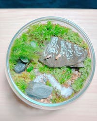 苔むす屋に投稿された画像(2024/12/30)