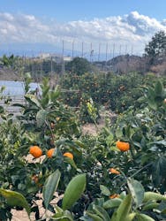 樋の口園に投稿された画像(2025/1/3)