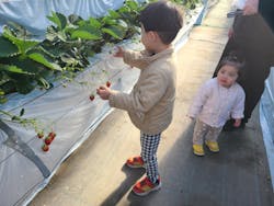 いちご園ラフレーズに投稿された画像(2025/1/10)