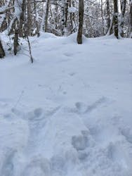 twin tree(ツインツリー)に投稿された画像(2025/1/14)