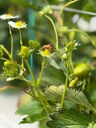 原田いちごファームに投稿された画像(2025/1/23)