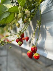 原田いちごファームに投稿された画像(2025/1/23)