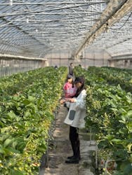 原田いちごファームに投稿された画像(2025/1/23)
