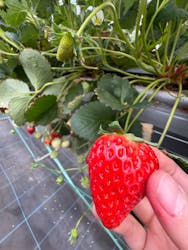 平塚土屋農場に投稿された画像(2025/2/22)