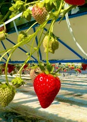 井上寅雄農園に投稿された画像(2025/2/24)