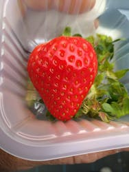 平塚土屋農場に投稿された画像(2025/2/26)