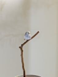 特別展「鳥 ~ゲノム解析が解き明かす新しい鳥類の系統~」国立科学博物館に投稿された画像(2025/3/2)