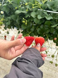 井上寅雄農園に投稿された画像(2025/3/3)