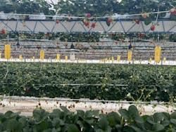 井上寅雄農園に投稿された画像(2025/3/3)