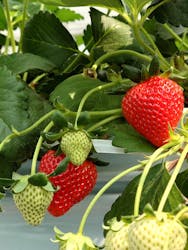 森ファームに投稿された画像(2025/3/26)