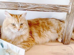 猫カフェモカ 原宿店に投稿された画像(2025/4/4)