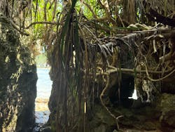 沖縄ネイチャーコーディネート・アンダゴに投稿された画像(2025/4/4)