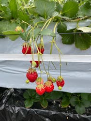 たにい農園に投稿された画像(2025/4/6)