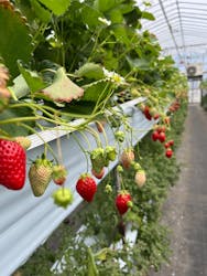 たにい農園に投稿された画像(2025/4/7)