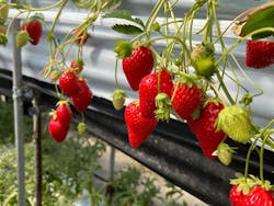 たにい農園に投稿された画像(2025/4/9)