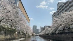 東京ウォータウェイズに投稿された画像(2025/4/9)