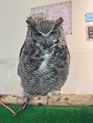 ふくろう+は虫類とふれあえるカフェ カントリーオウルぷらすに投稿された画像(2025/4/15)