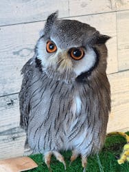 ふくろう+は虫類とふれあえるカフェ カントリーオウルぷらすに投稿された画像(2025/4/15)