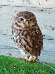 ふくろう+は虫類とふれあえるカフェ カントリーオウルぷらすに投稿された画像(2025/4/15)