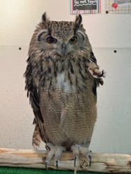 ふくろう+は虫類とふれあえるカフェ カントリーオウルぷらすに投稿された画像(2025/4/15)