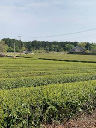 有限会社ヤマタカ櫻井製茶に投稿された画像(2025/4/18)