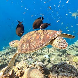 奄美ネイチャーガイドに投稿された画像(2025/4/20)