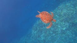 スローダイブ石垣島に投稿された画像(2025/4/23)